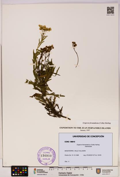 Erigeron fernandezius [Espécimen: UDEC:CONC:0136910]