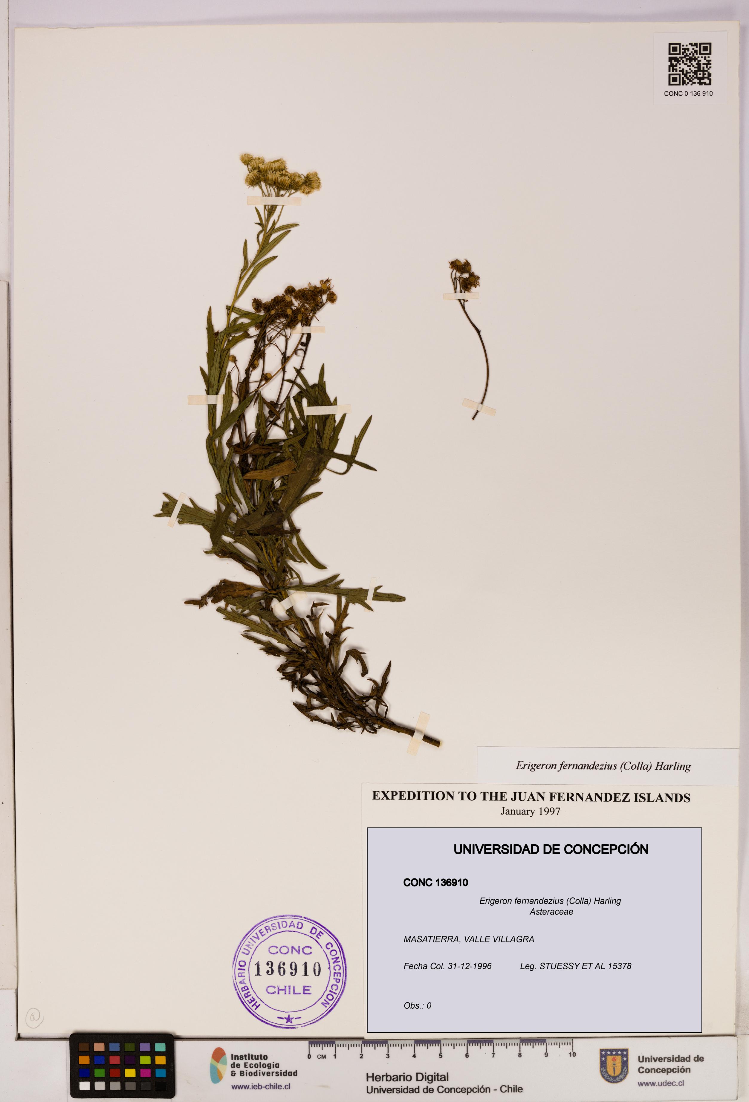 Erigeron fernandezius [Espécimen: UDEC:CONC:0136910]