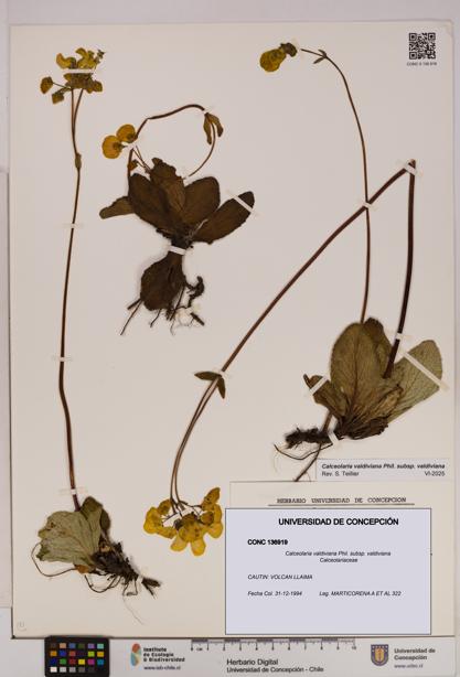 Calceolaria valdiviana subsp. valdiviana [Espécimen: UDEC:CONC:0136919]