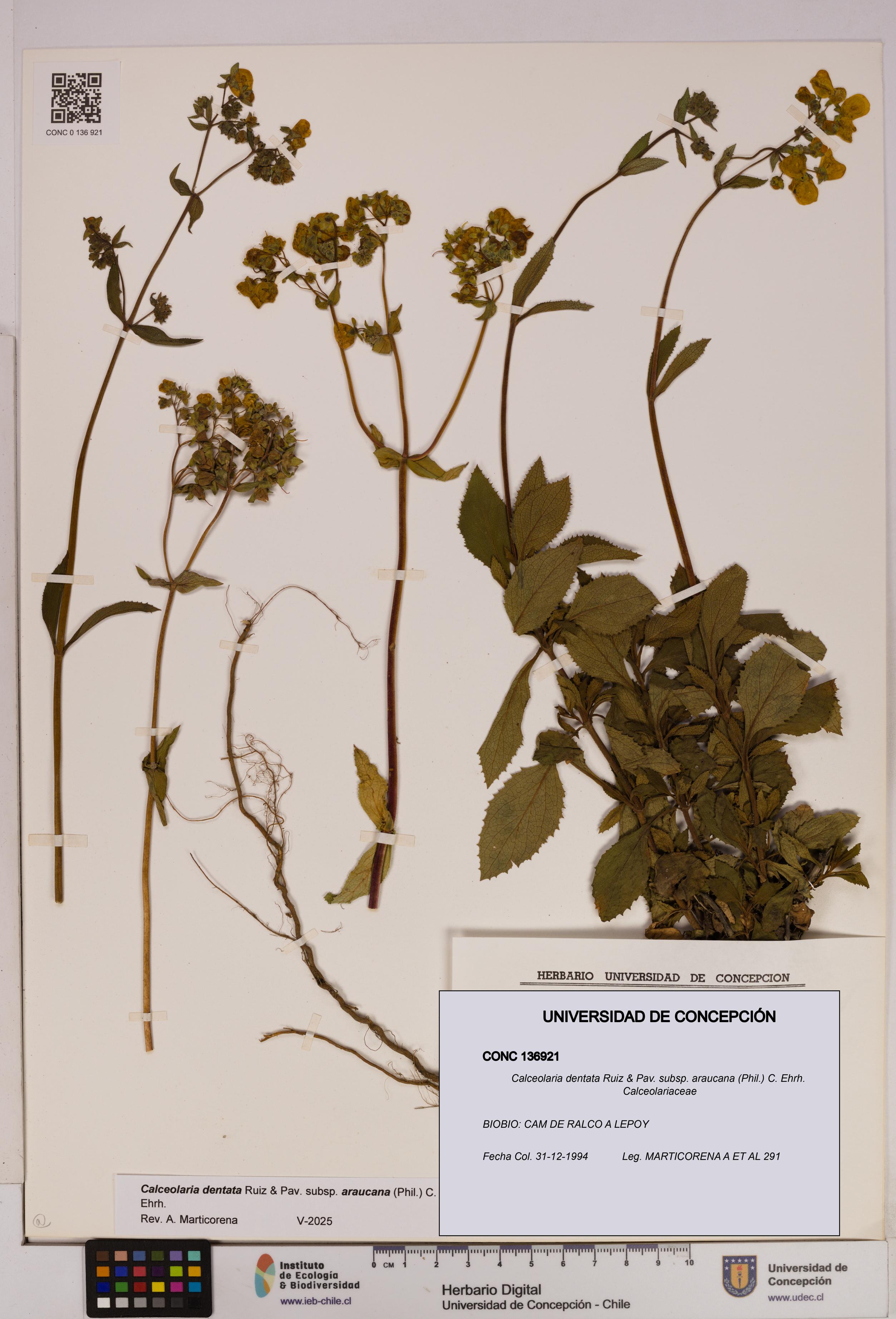 Calceolaria dentata subsp. araucana [Espécimen: UDEC:CONC:0136921]