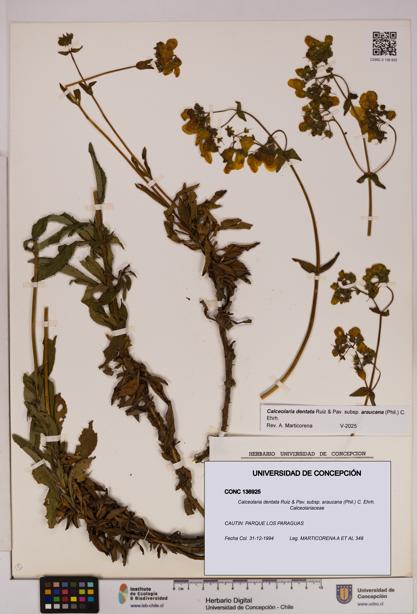 Calceolaria dentata subsp. araucana [Espécimen: UDEC:CONC:0136925]
