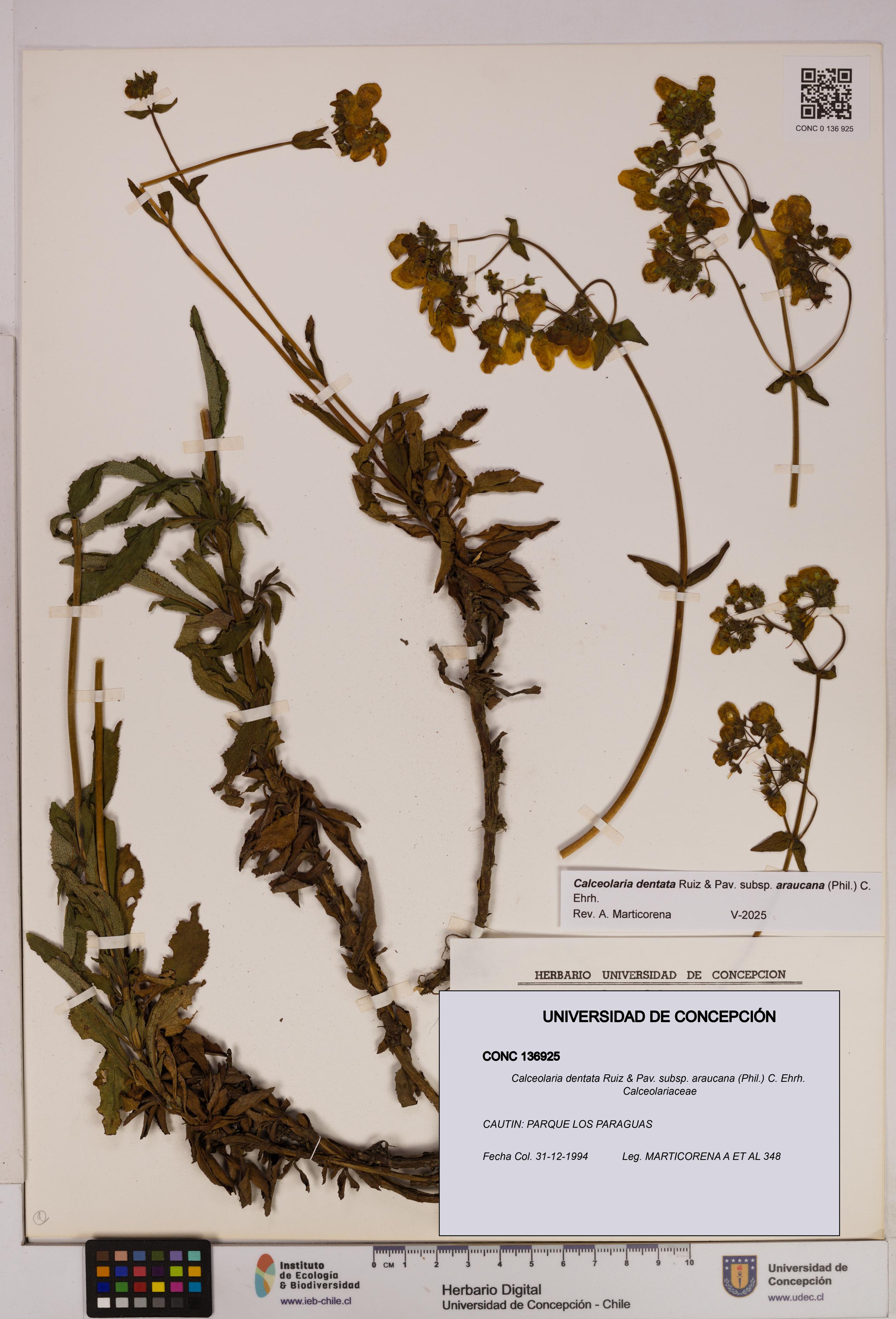 Calceolaria dentata subsp. araucana [Espécimen: UDEC:CONC:0136925]