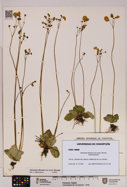 Calceolaria filicaulis subsp. filicaulis [Espécimen: UDEC:CONC:0136926]