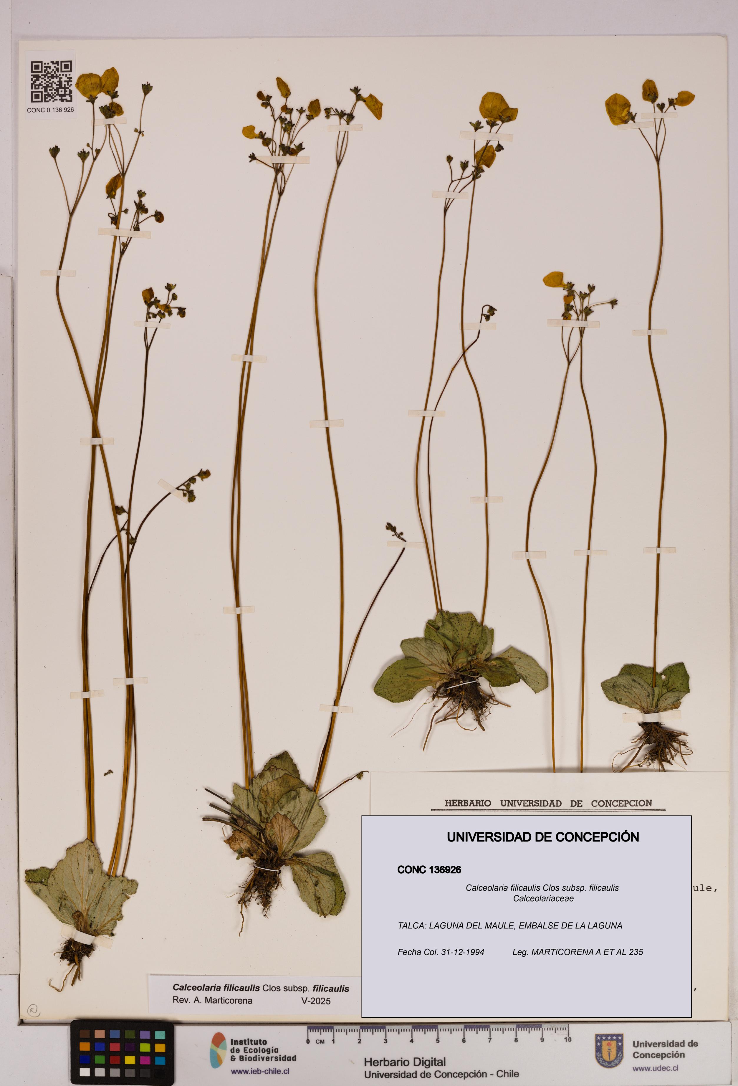Calceolaria filicaulis subsp. filicaulis [Espécimen: UDEC:CONC:0136926]