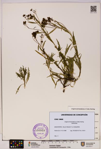 Erigeron fernandezius [Espécimen: UDEC:CONC:0136929]