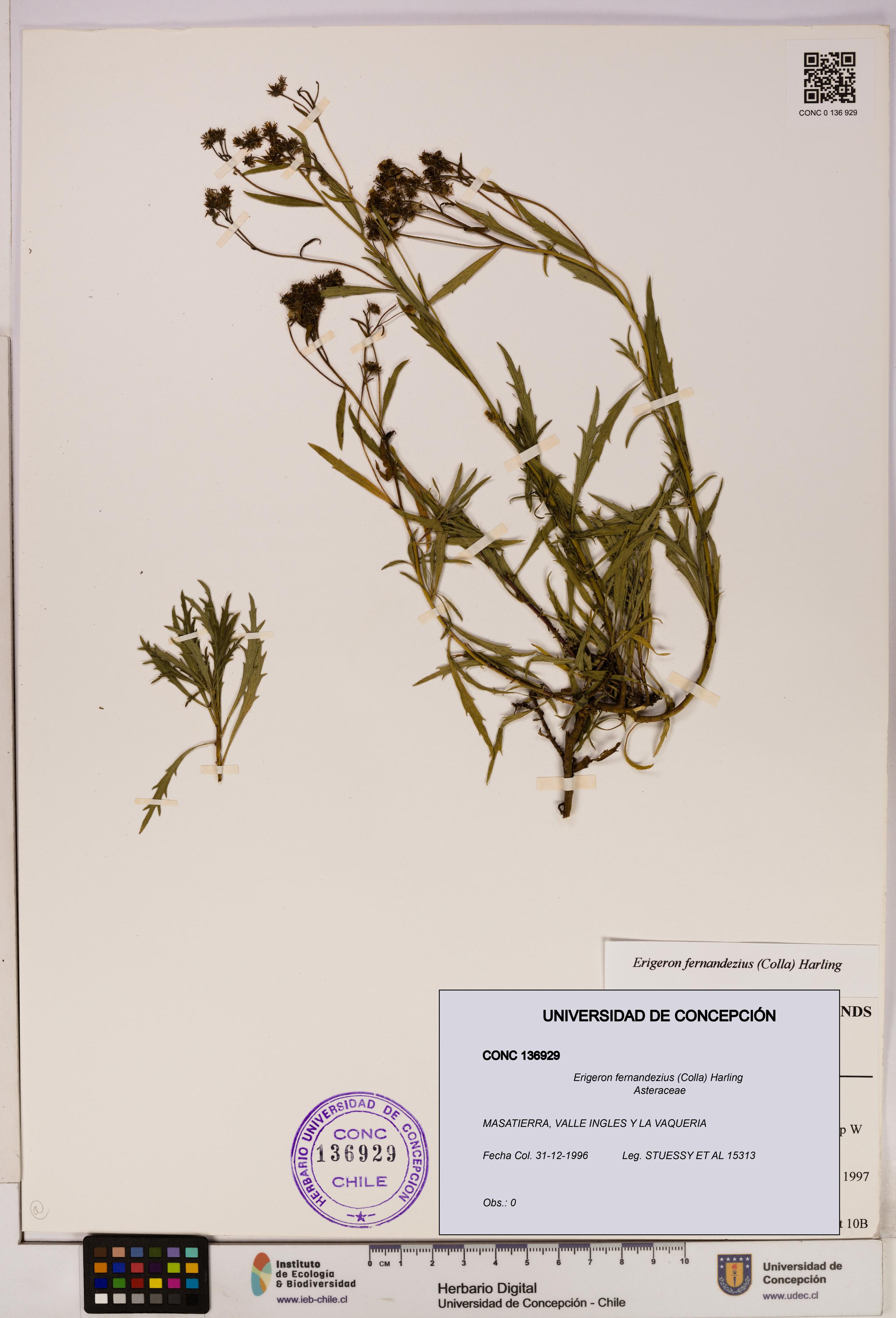 Erigeron fernandezius [Espécimen: UDEC:CONC:0136929]