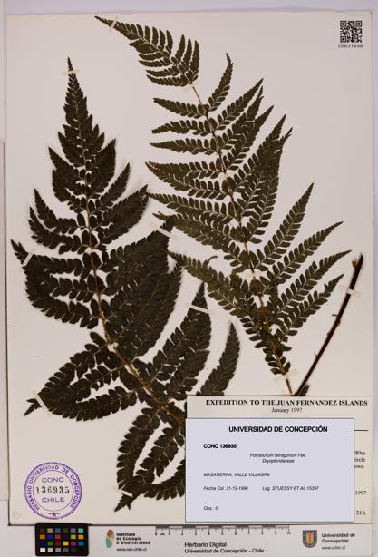 Polystichum tetragonum [Espécimen: UDEC:CONC:0136935]