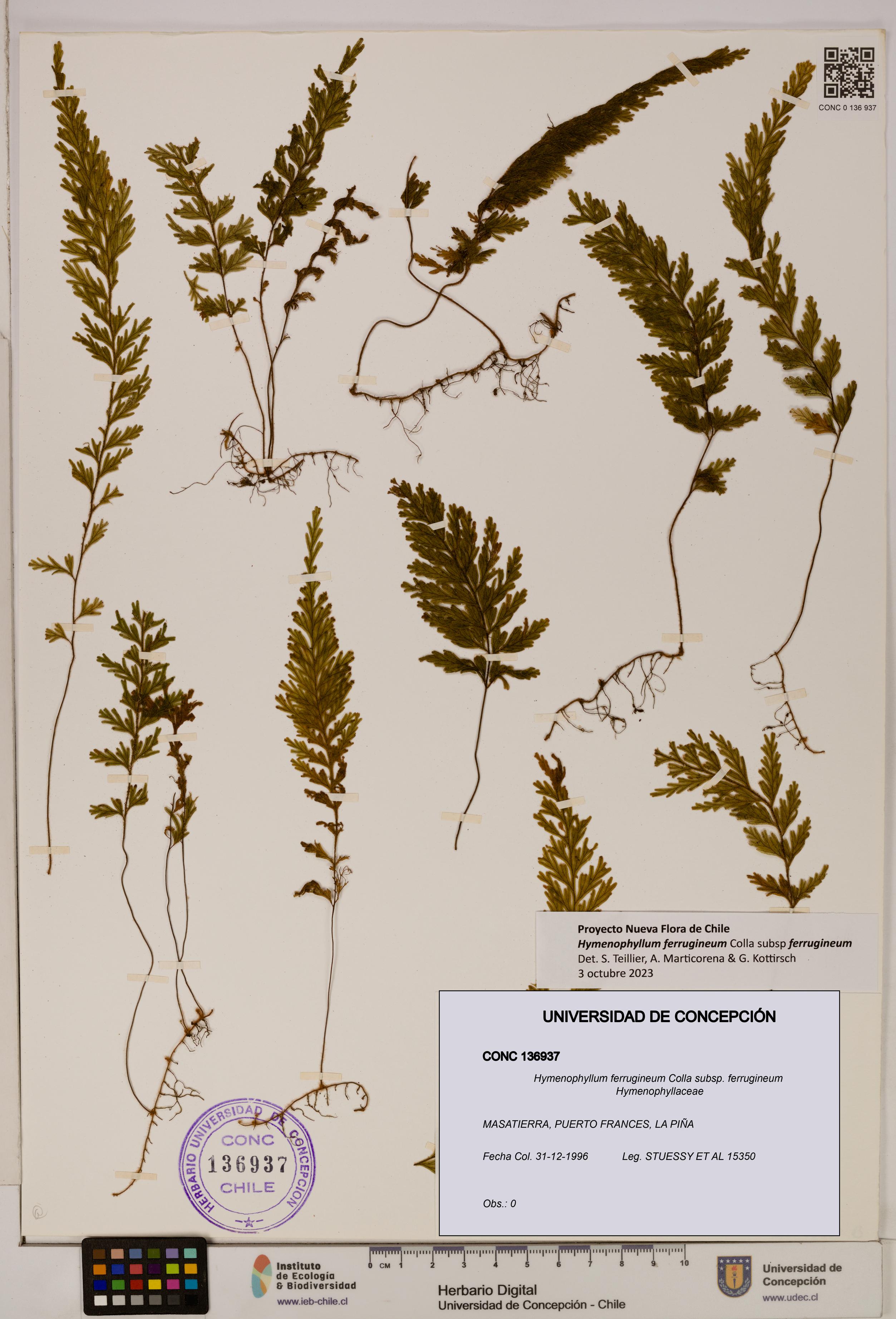Hymenophyllum ferrugineum [Espécimen: UDEC:CONC:0136937]