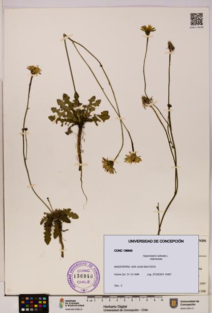 Hypochaeris radicata [Espécimen: UDEC:CONC:0136940]