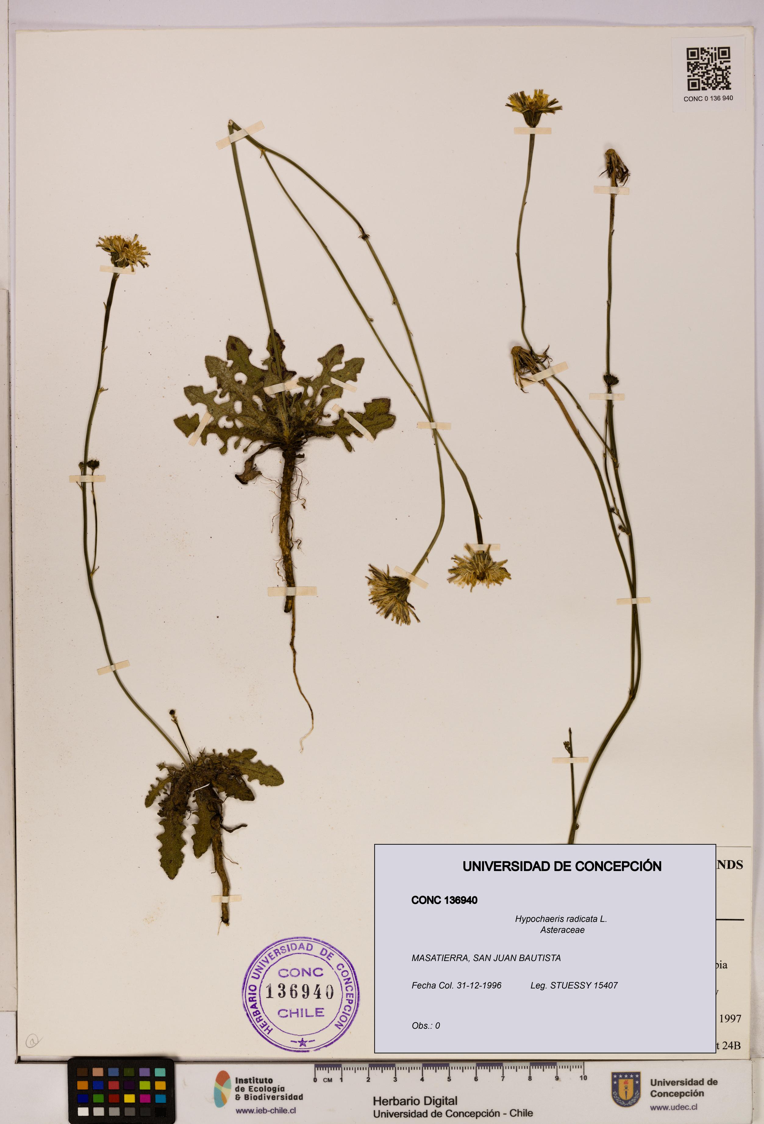 Hypochaeris radicata [Espécimen: UDEC:CONC:0136940]