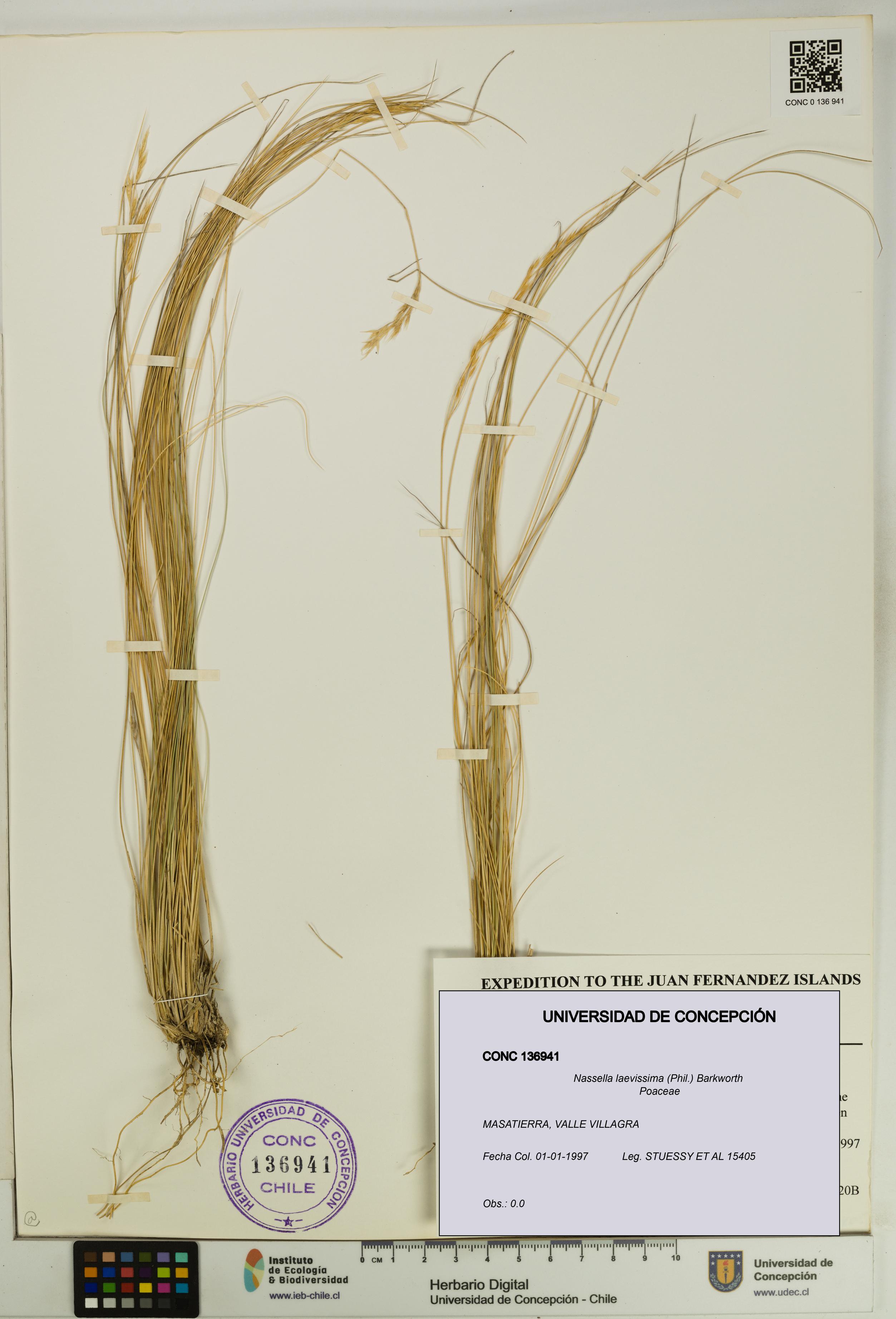 Nassella laevissima [Espécimen: UDEC:CONC:0136941]