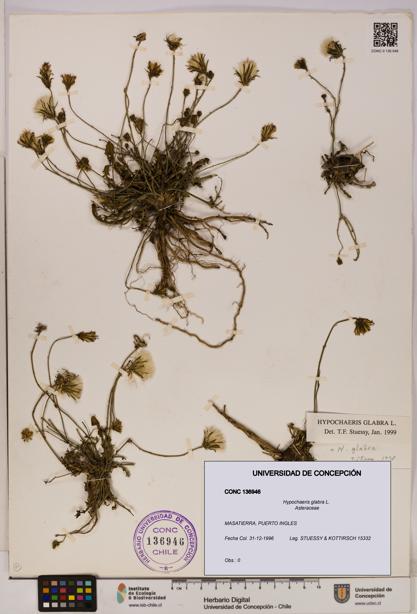 Hypochaeris glabra [Espécimen: UDEC:CONC:0136946]
