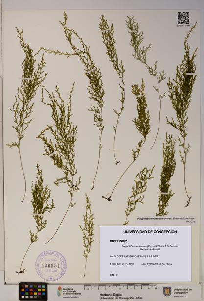 Polyphlebium exsectum [Espécimen: ]