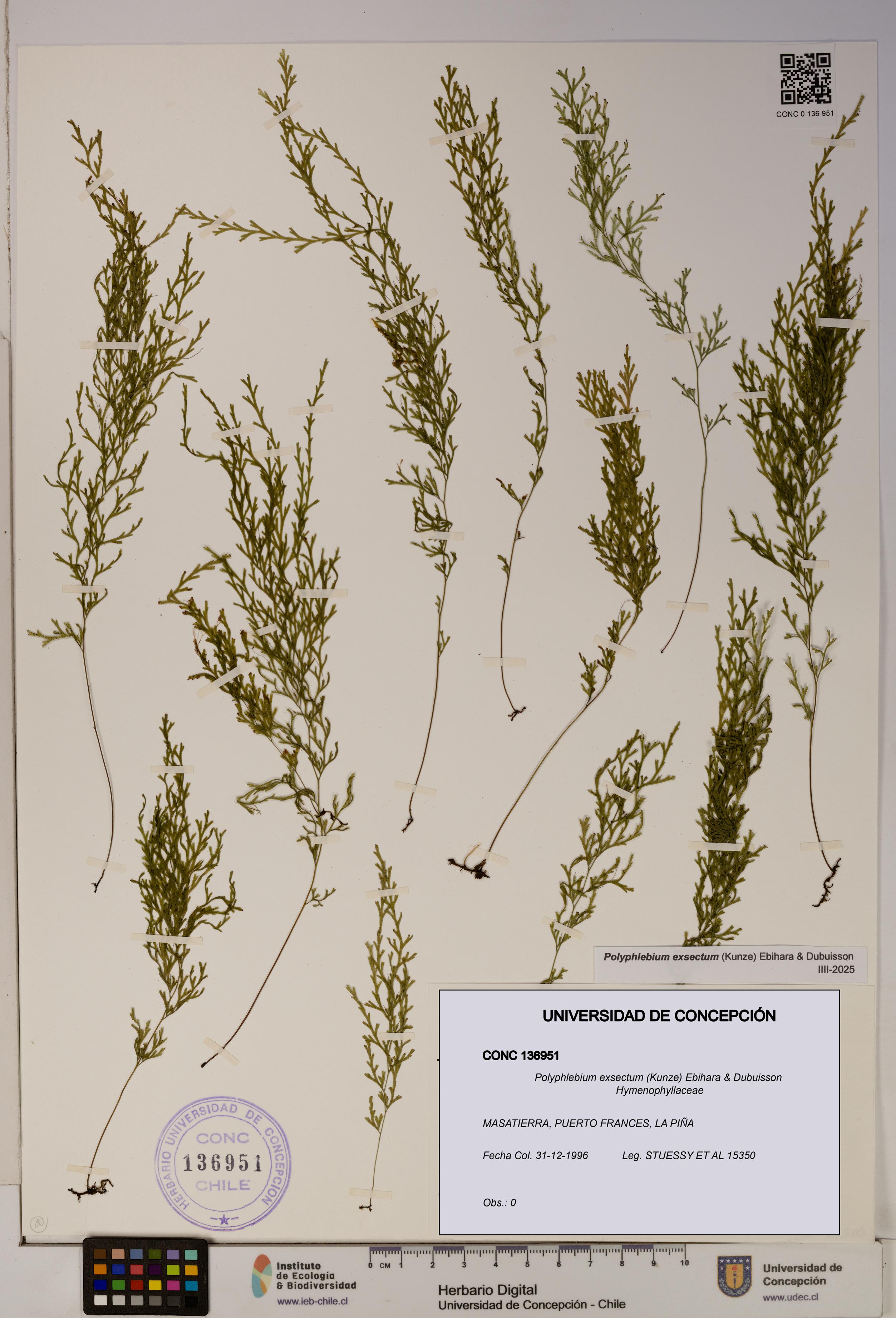 Polyphlebium exsectum [Espécimen: ]