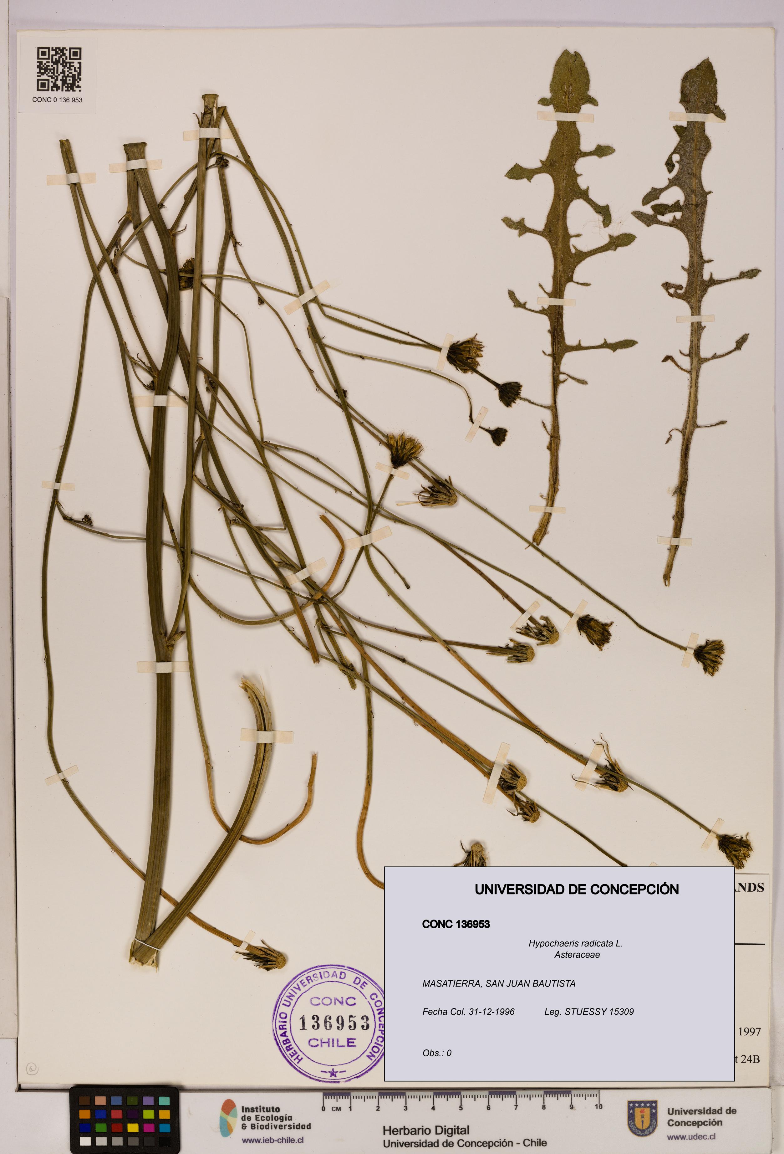 Hypochaeris radicata [Espécimen: UDEC:CONC:0136953]