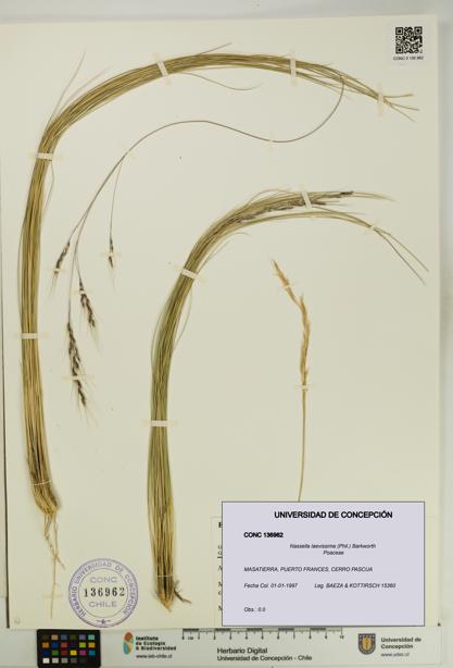 Nassella laevissima [Espécimen: UDEC:CONC:0136962]