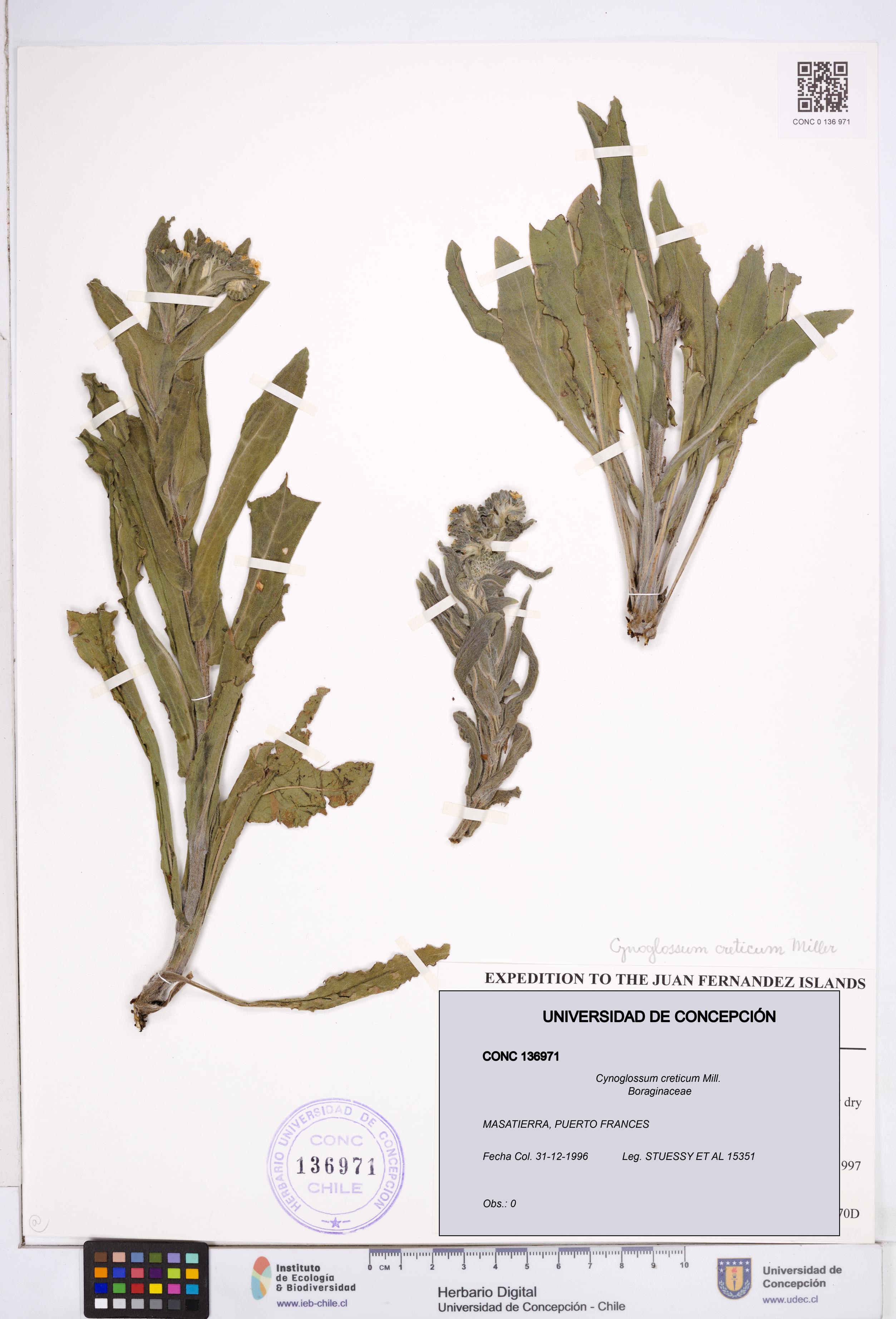Cynoglossum creticum [Espécimen: ]