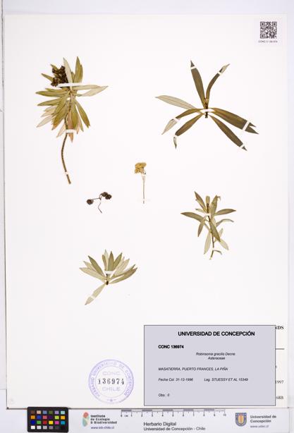 Robinsonia gracilis [Espécimen: ]
