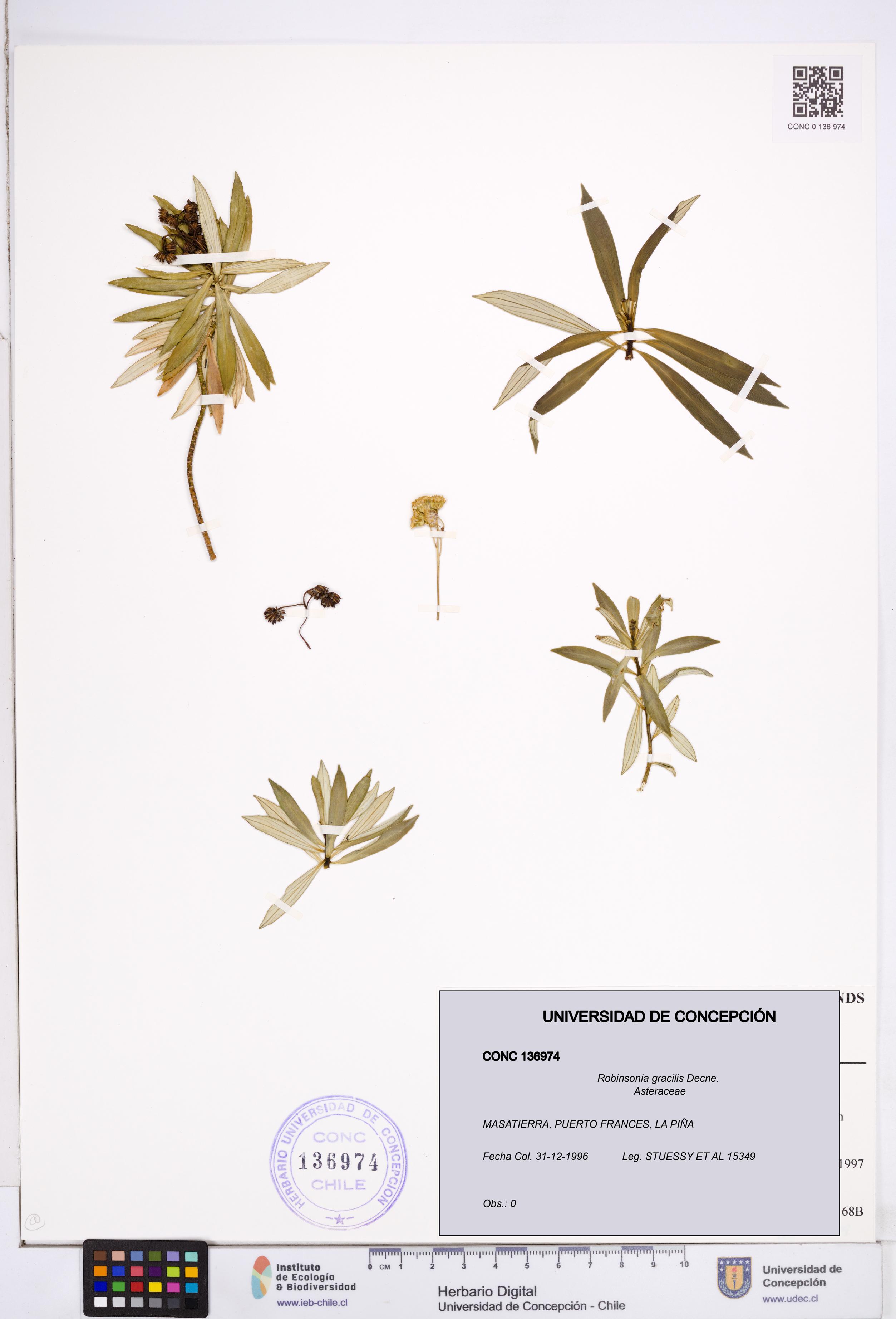 Robinsonia gracilis [Espécimen: ]