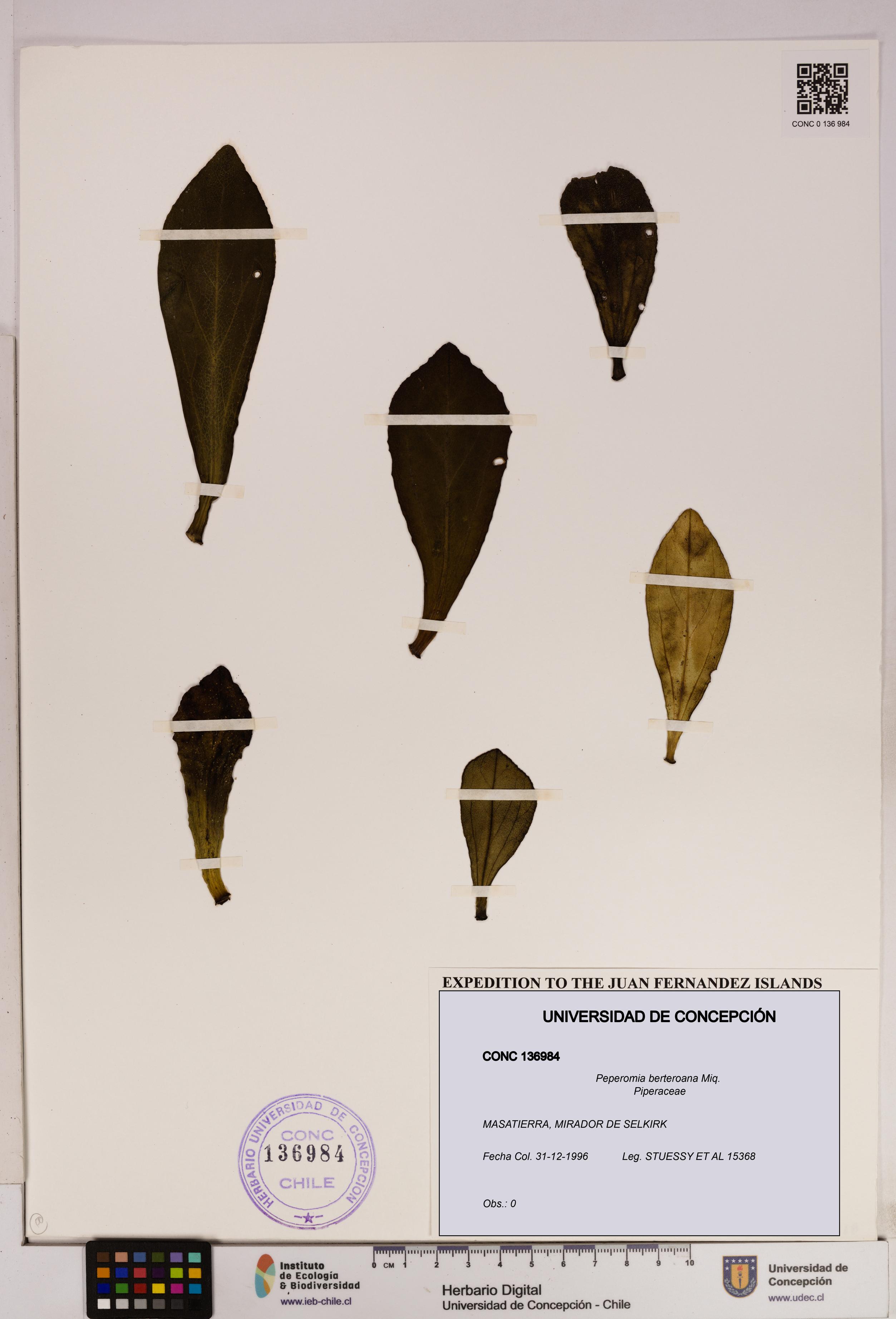 Peperomia berteroana [Espécimen: UDEC:CONC:0136984]