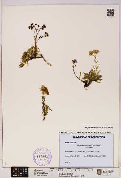 Erigeron fernandezius [Espécimen: UDEC:CONC:0137002]