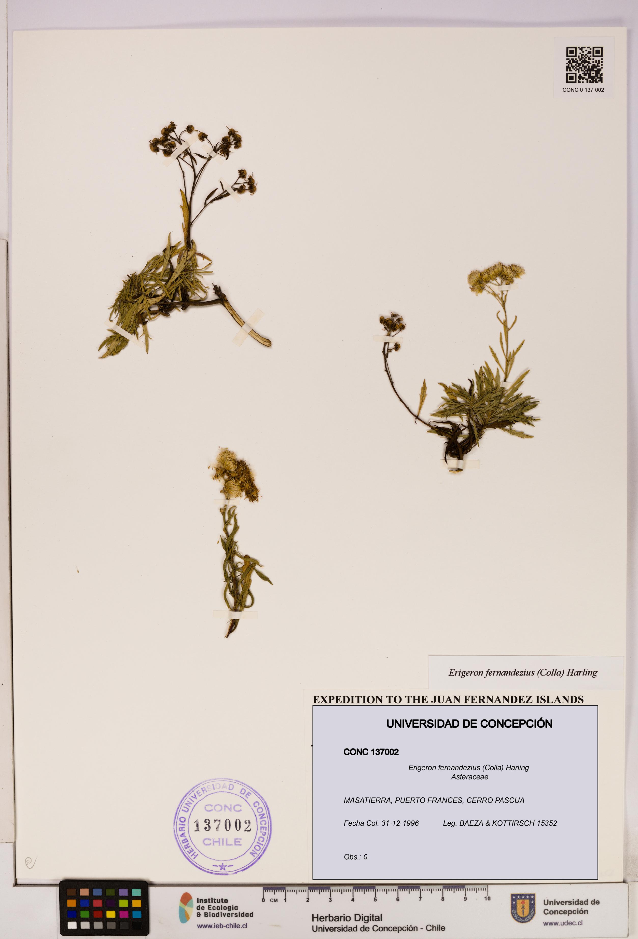 Erigeron fernandezius [Espécimen: UDEC:CONC:0137002]