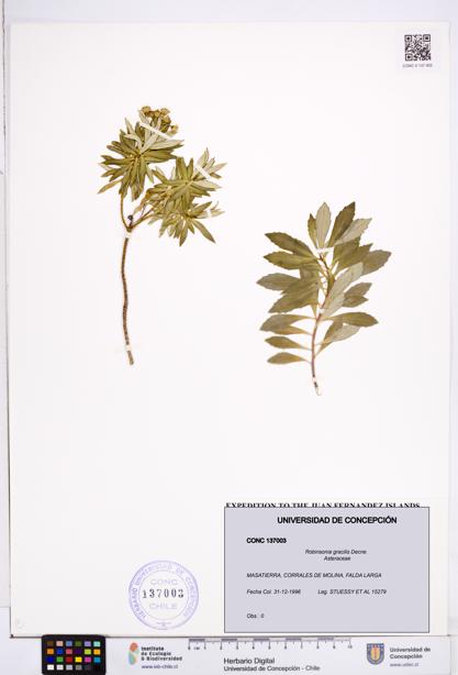 Robinsonia gracilis [Espécimen: ]
