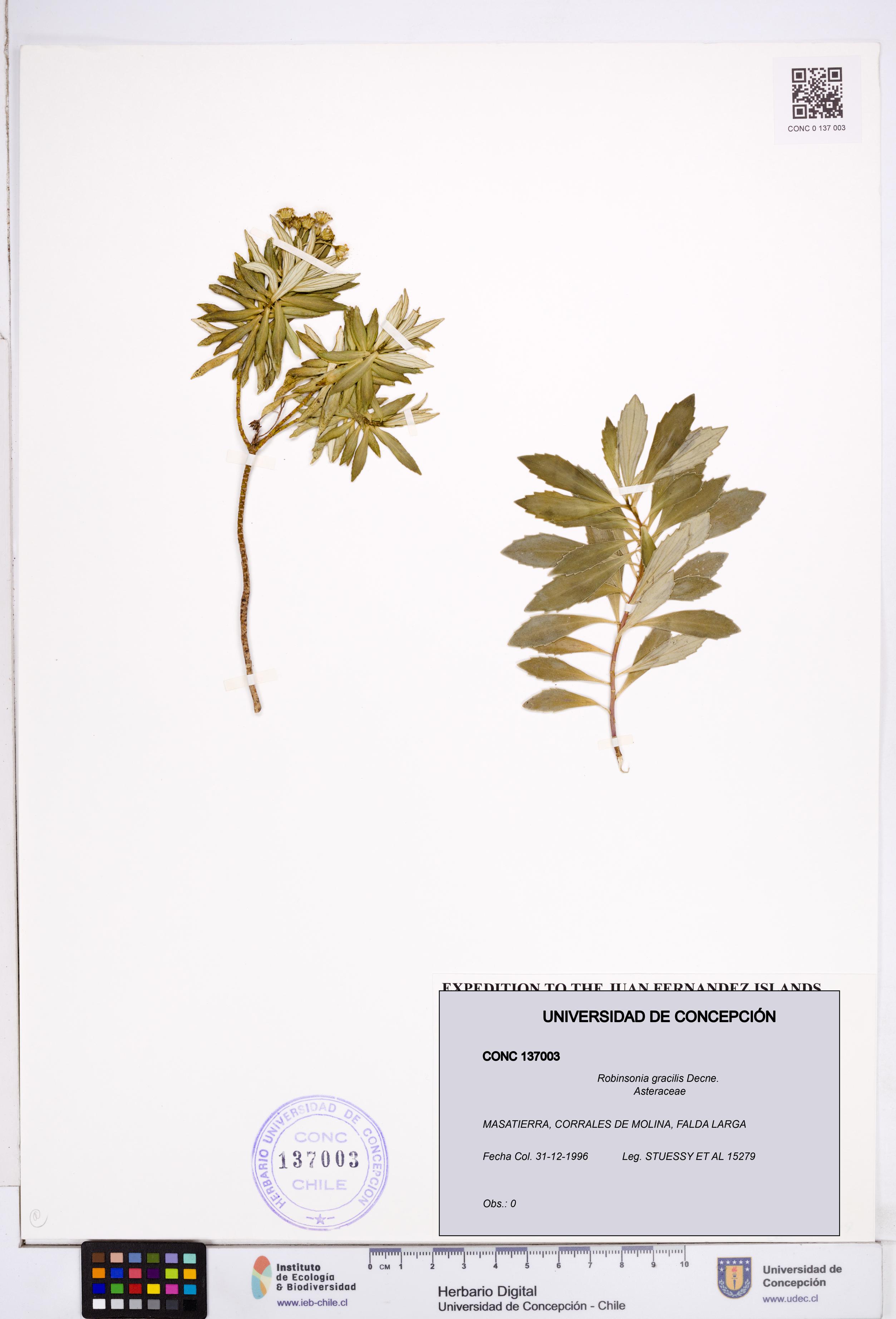 Robinsonia gracilis [Espécimen: ]