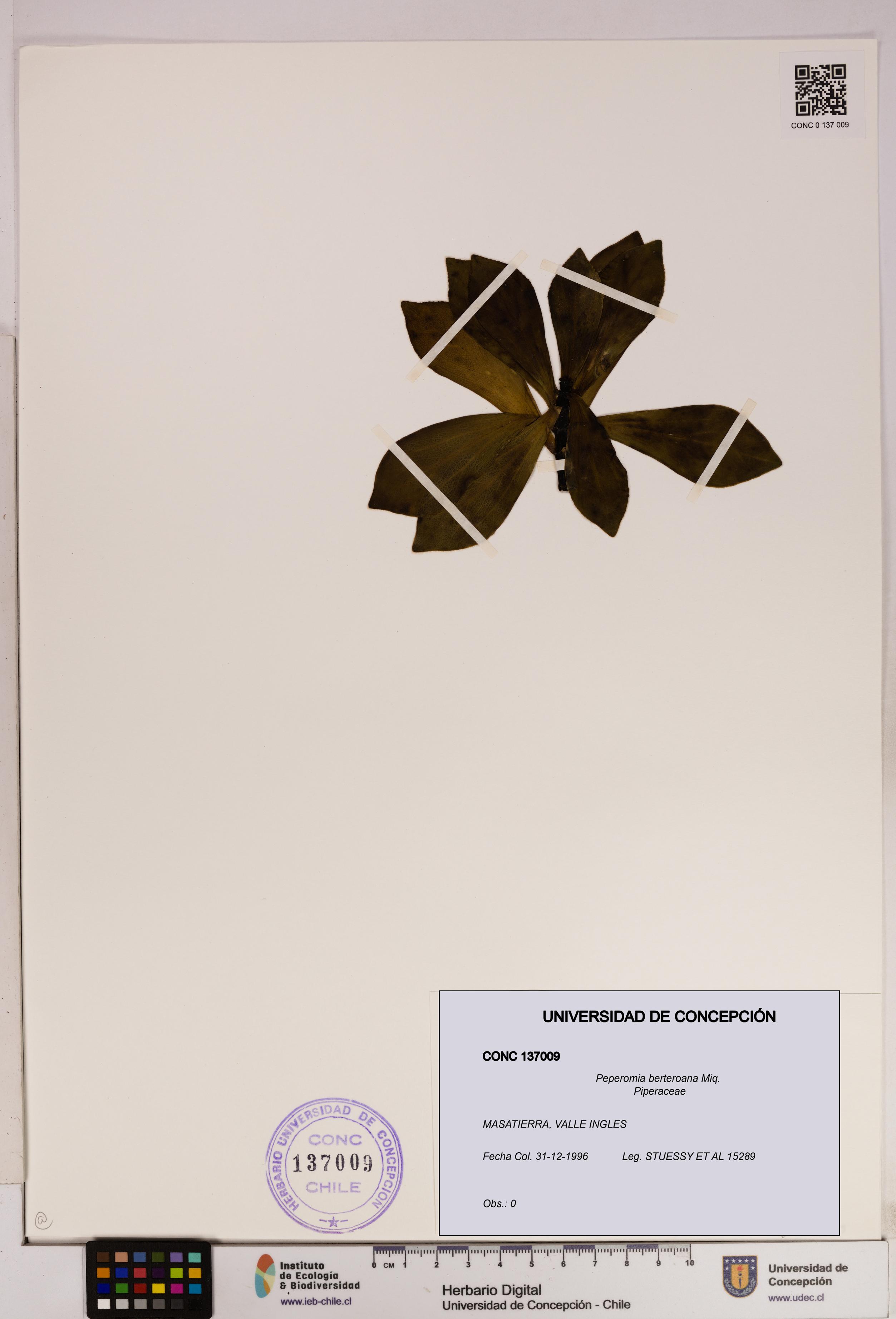 Peperomia berteroana [Espécimen: UDEC:CONC:0137009]