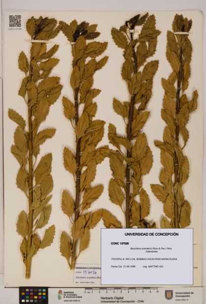 Baccharis scandens [Espécimen: UDEC:CONC:0137026]