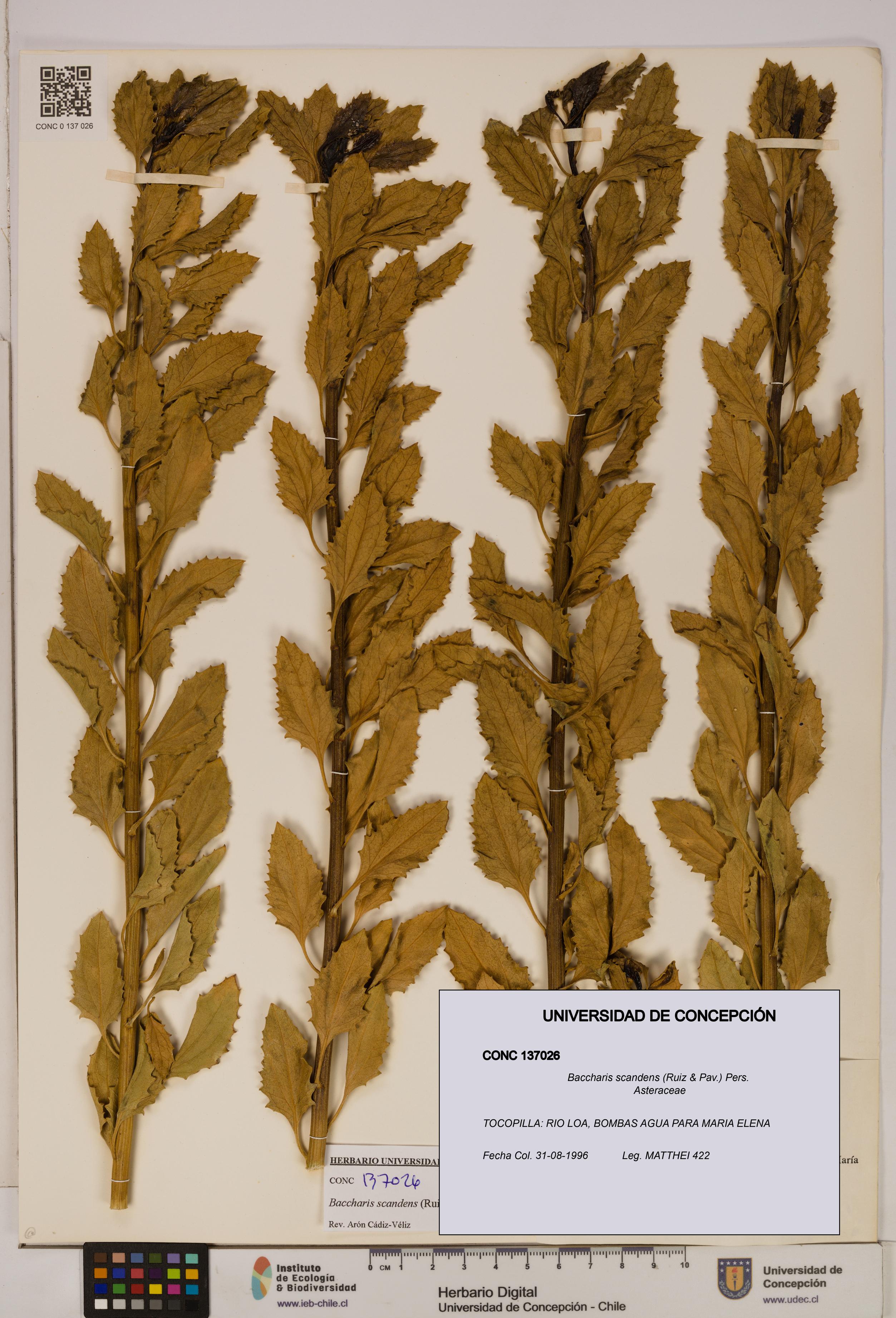 Baccharis scandens [Espécimen: UDEC:CONC:0137026]
