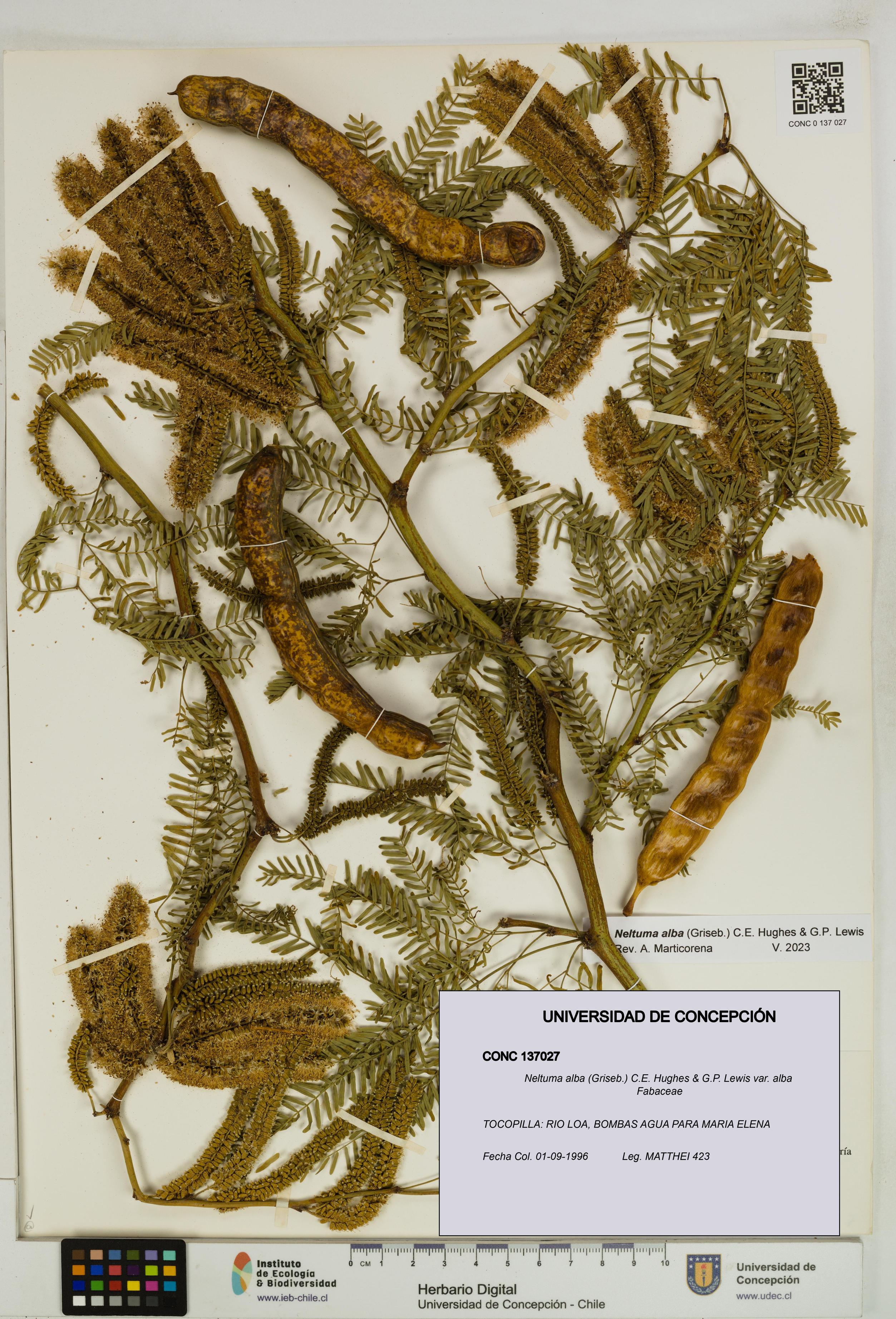 Neltuma alba var. alba [Espécimen: UDEC:CONC:0137027]