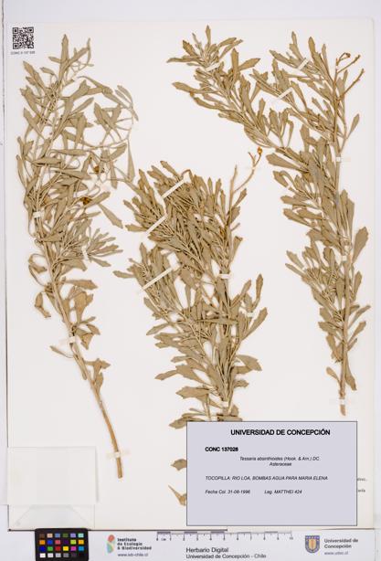 Tessaria absinthioides [Espécimen: ]