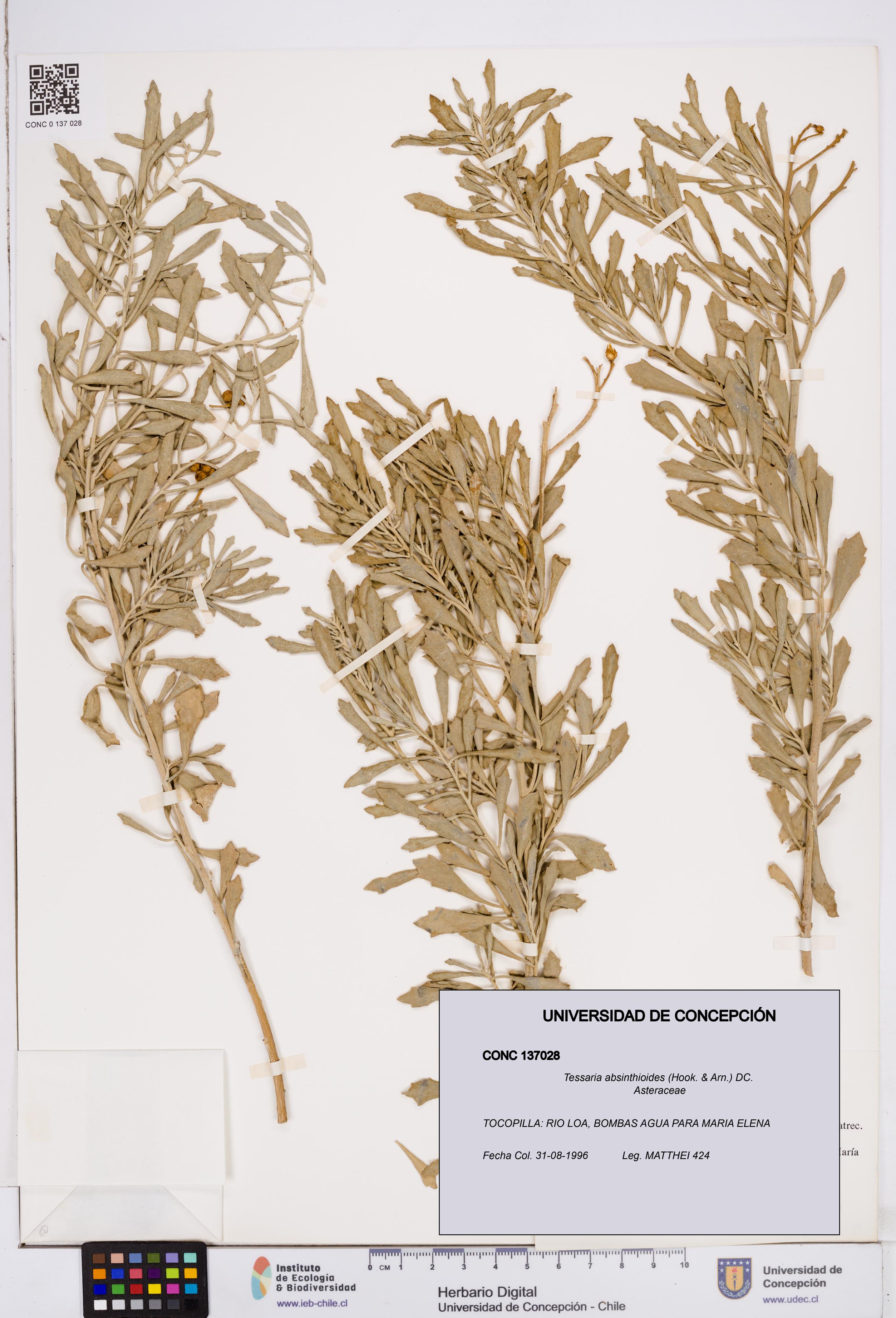 Tessaria absinthioides [Espécimen: ]