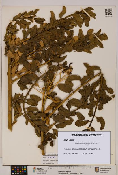 Baccharis scandens [Espécimen: UDEC:CONC:0137035]