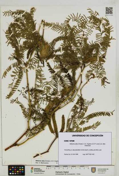 Neltuma alba var. alba [Espécimen: UDEC:CONC:0137036]