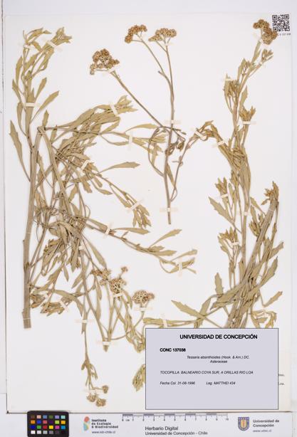 Tessaria absinthioides [Espécimen: ]