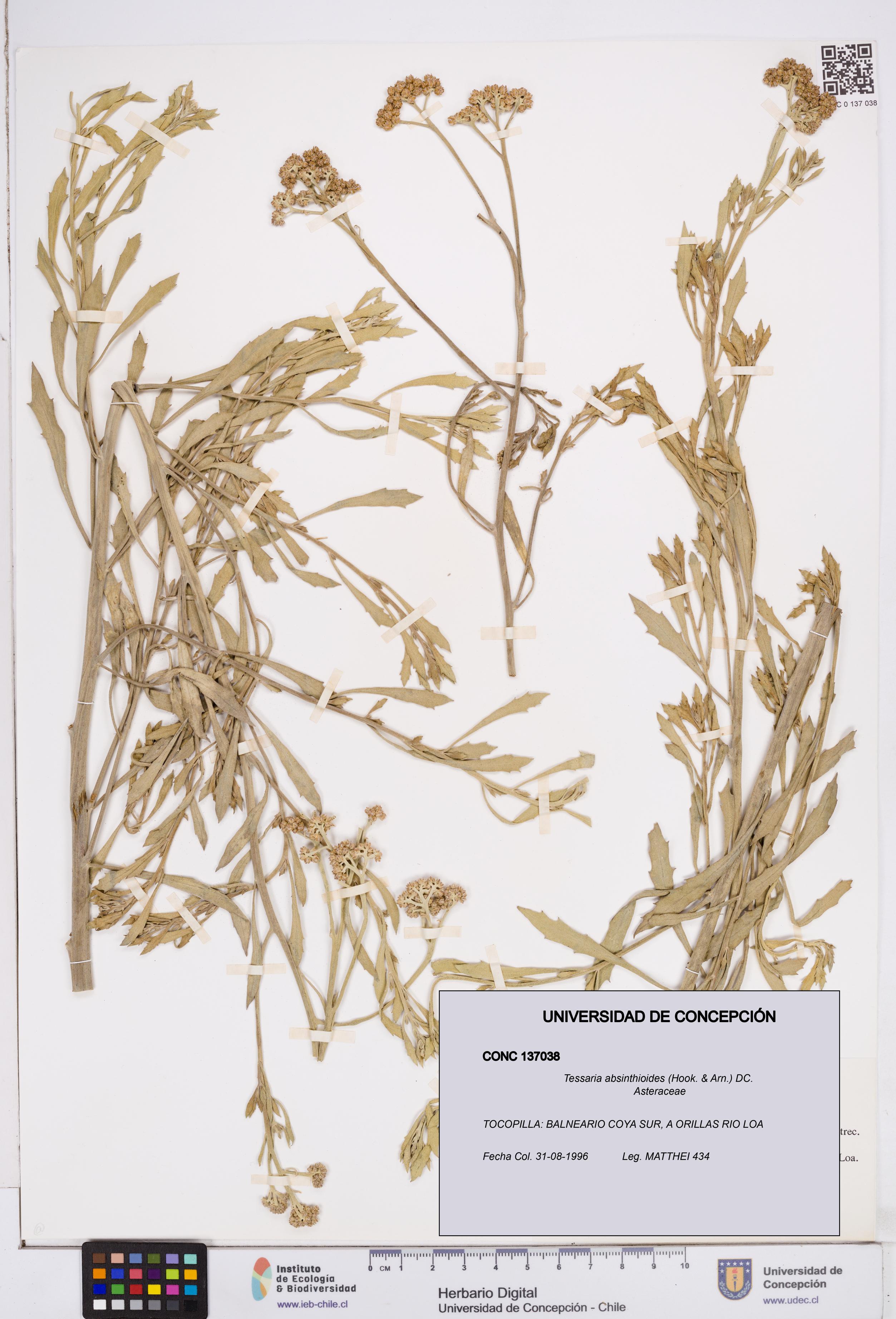Tessaria absinthioides [Espécimen: ]