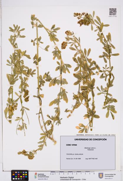 Medicago sativa [Espécimen: ]