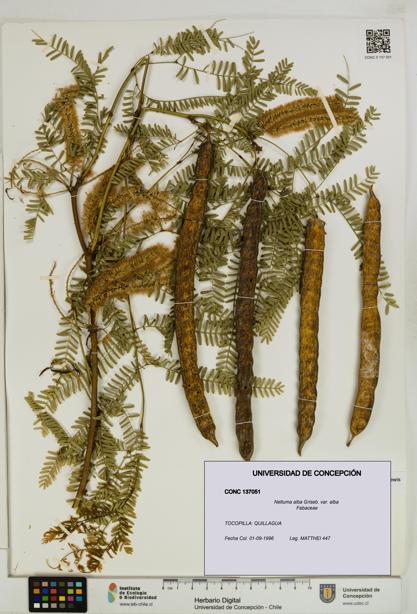 Neltuma alba var. alba [Espécimen: UDEC:CONC:0137051]