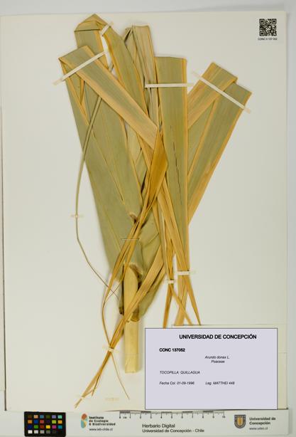 Arundo donax [Espécimen: UDEC:CONC:0137052]