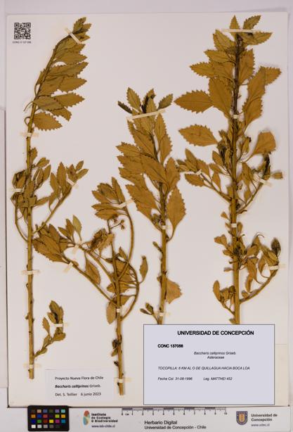 Baccharis calliprinos [Espécimen: UDEC:CONC:0137056]