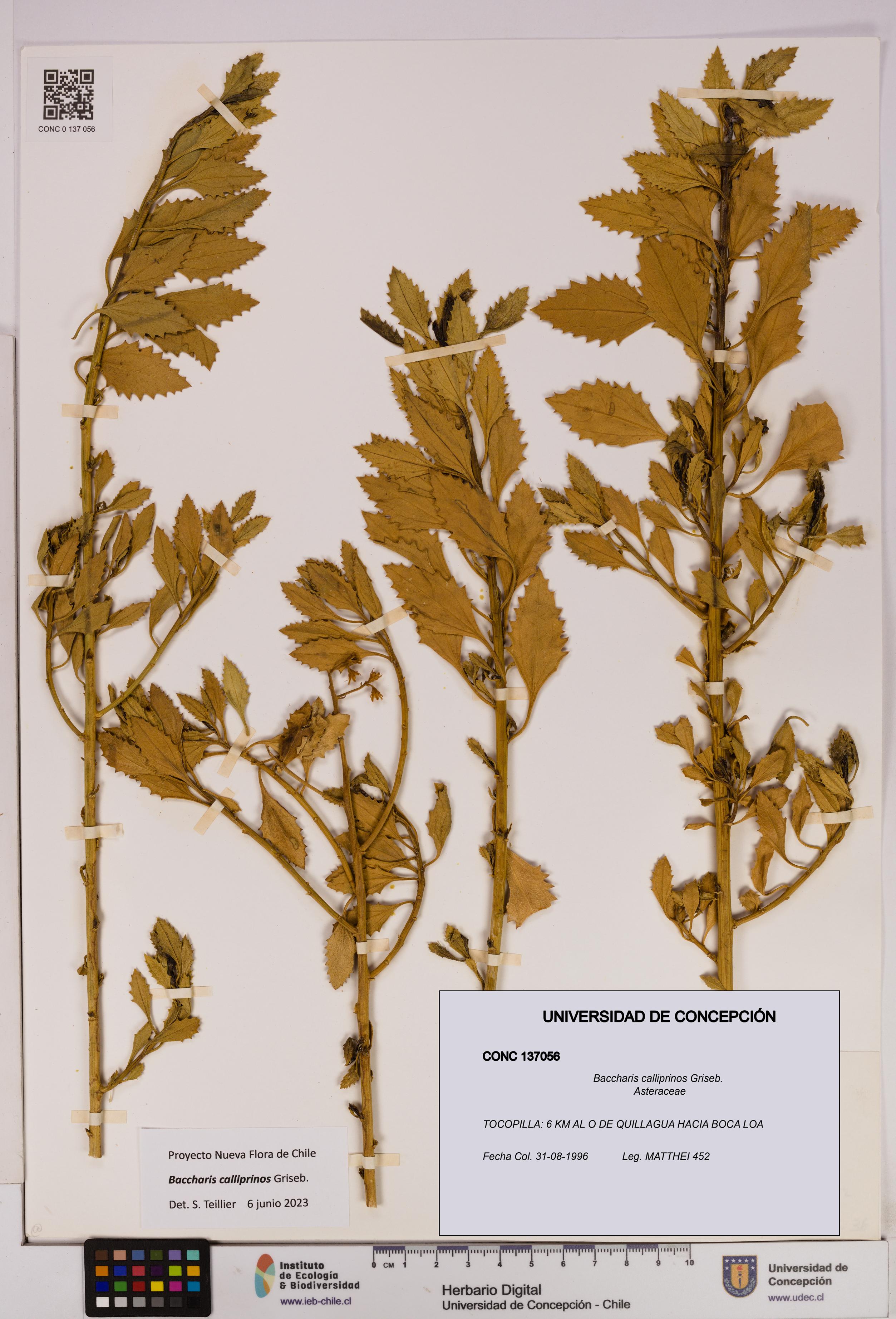 Baccharis calliprinos [Espécimen: UDEC:CONC:0137056]