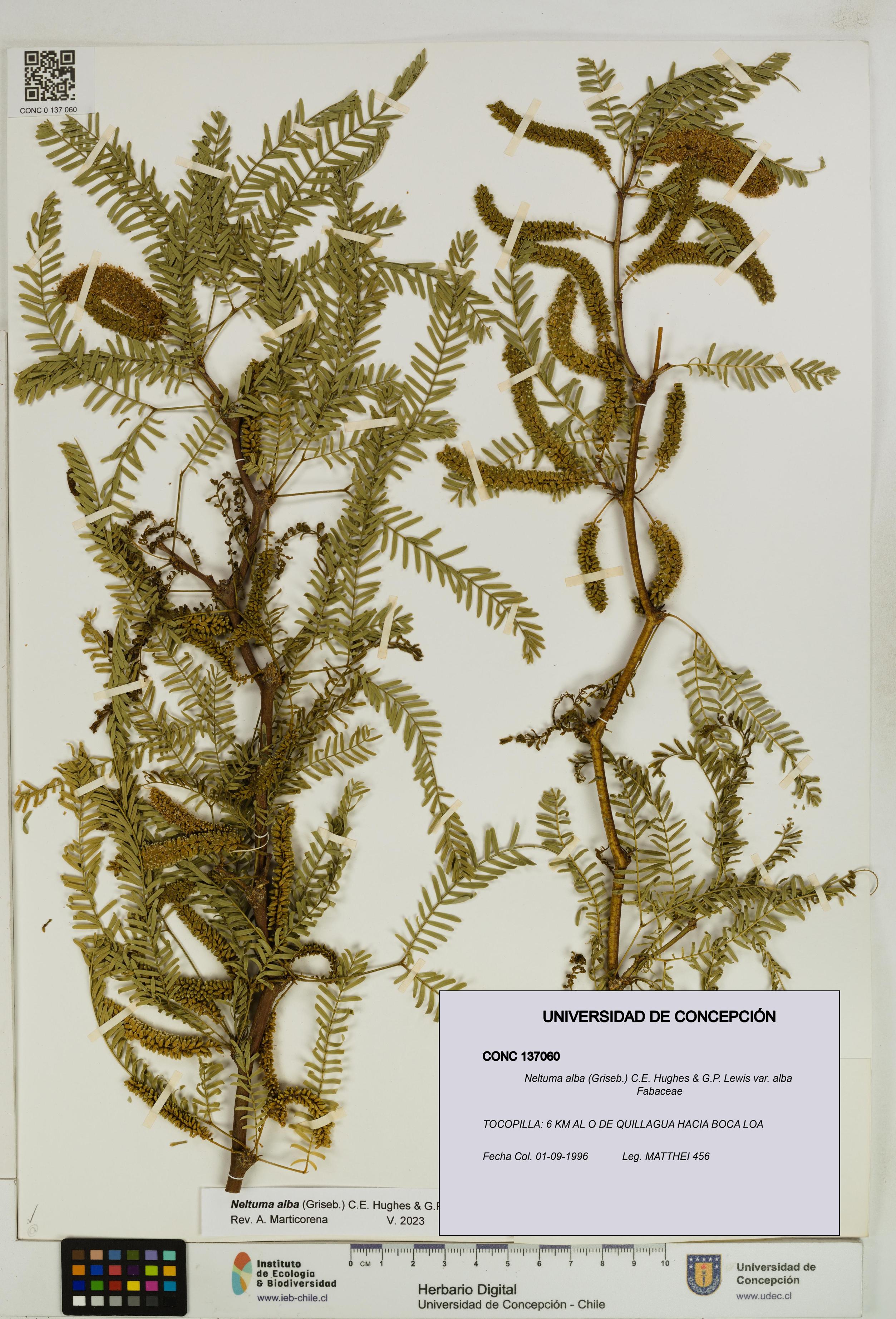Neltuma alba var. alba [Espécimen: UDEC:CONC:0137060]