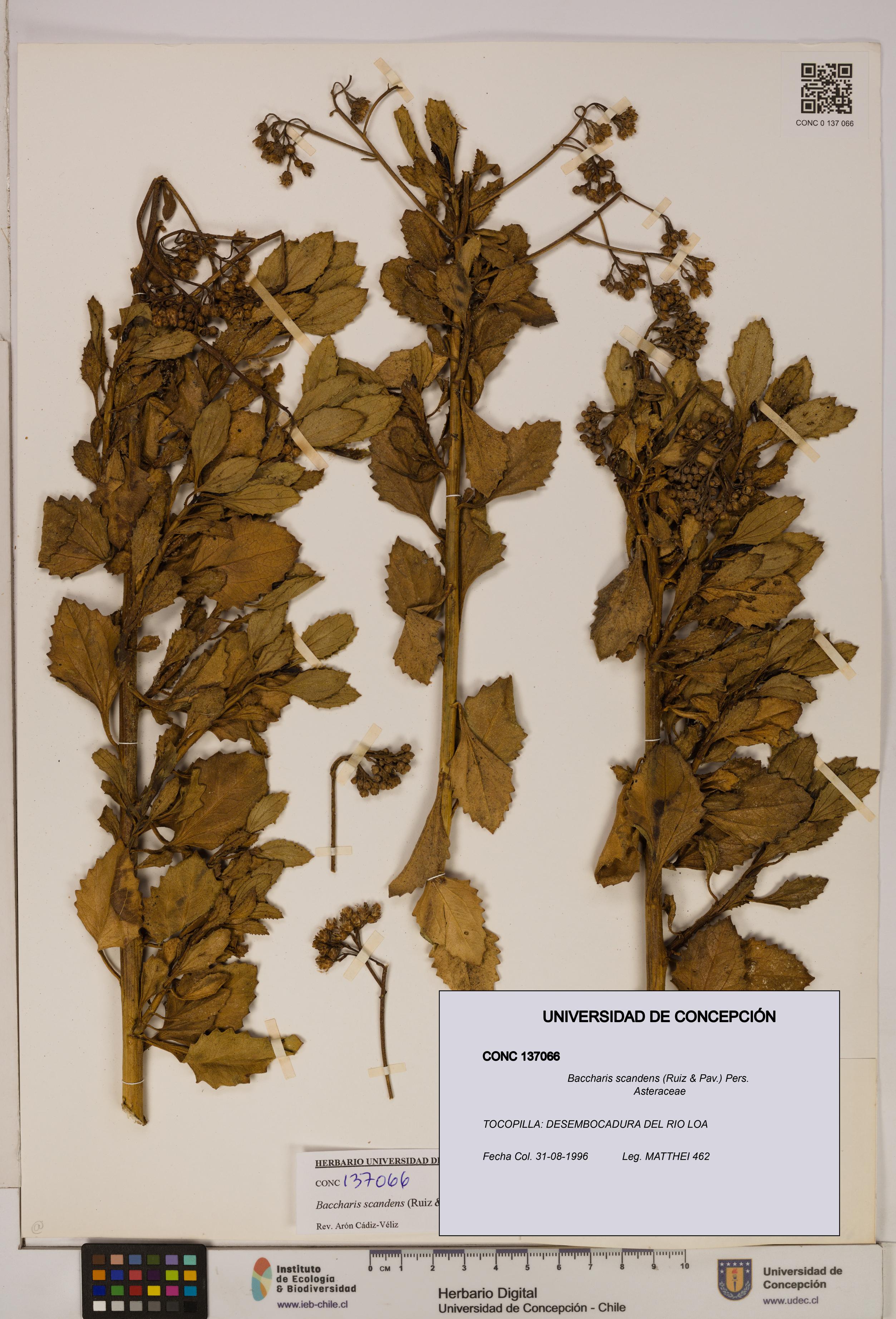 Baccharis scandens [Espécimen: UDEC:CONC:0137066]