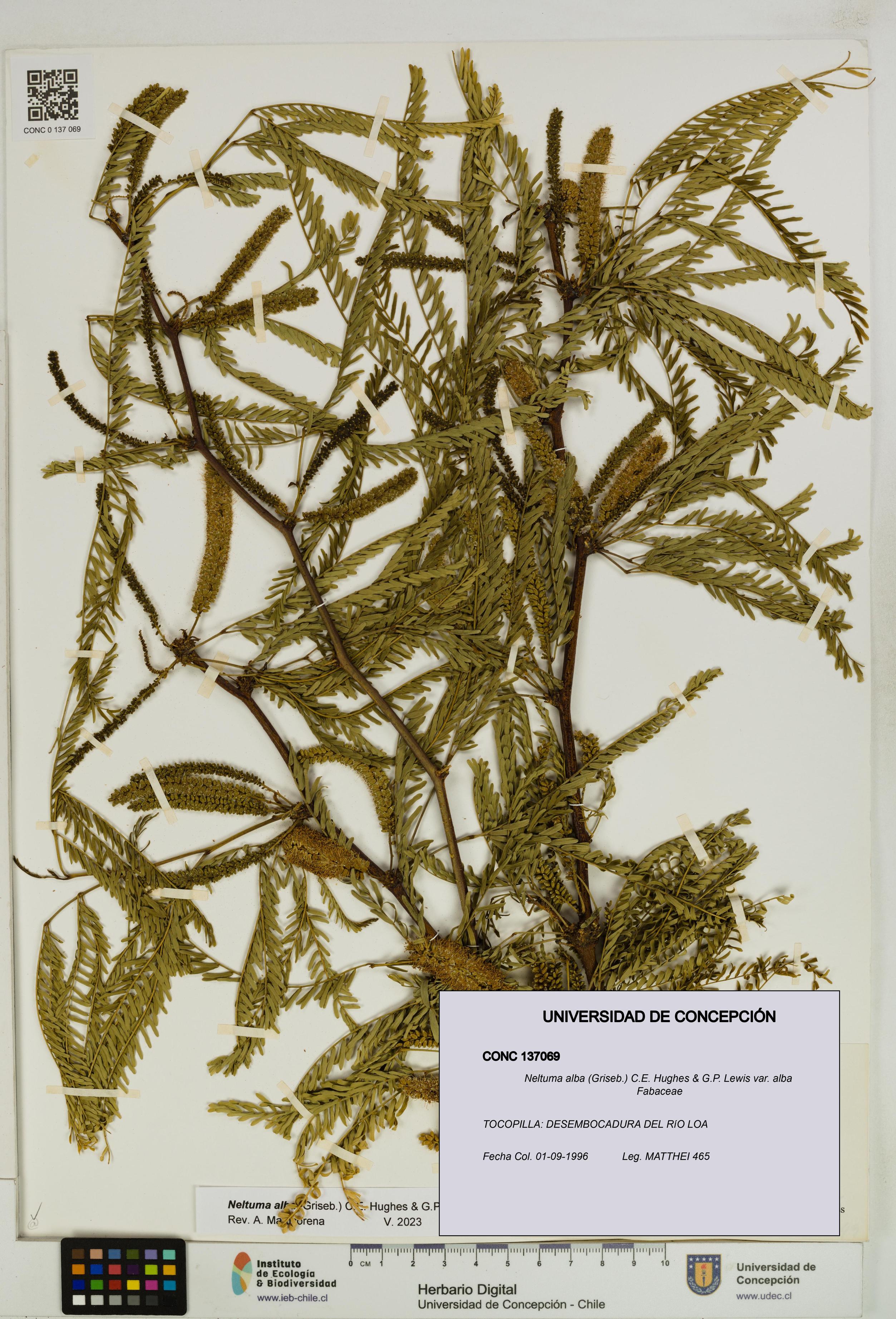 Neltuma alba var. alba [Espécimen: UDEC:CONC:0137069]