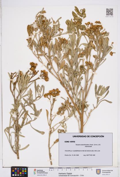 Tessaria absinthioides [Espécimen: ]