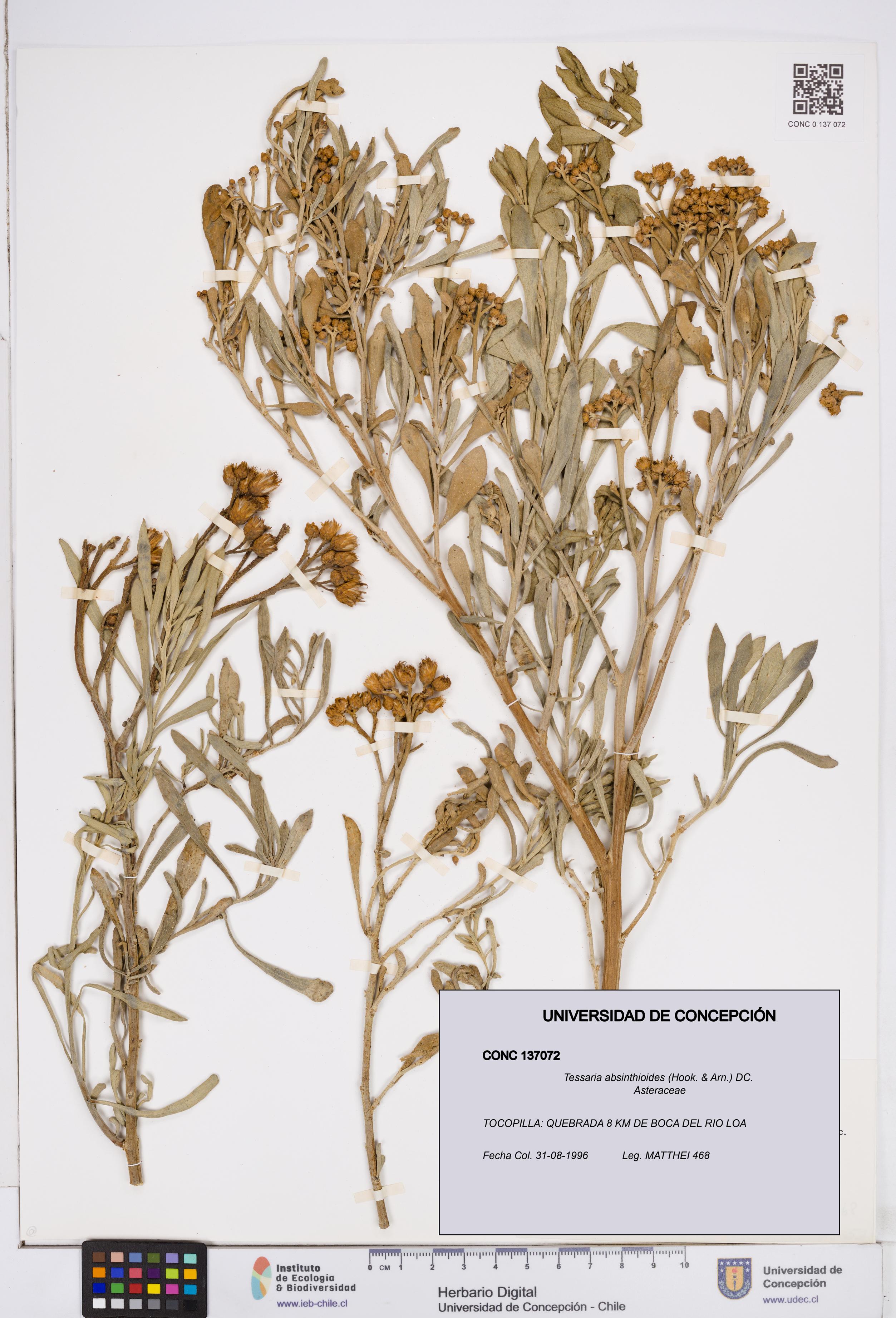 Tessaria absinthioides [Espécimen: ]