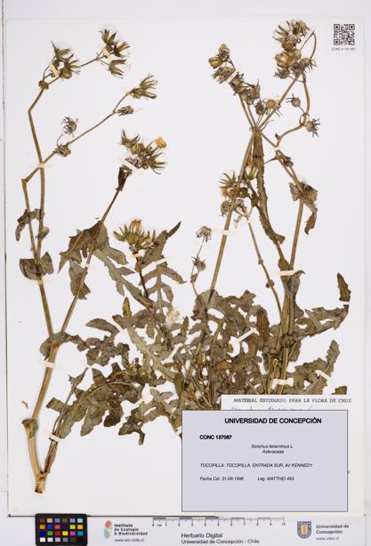 Sonchus tenerrimus [Espécimen: ]