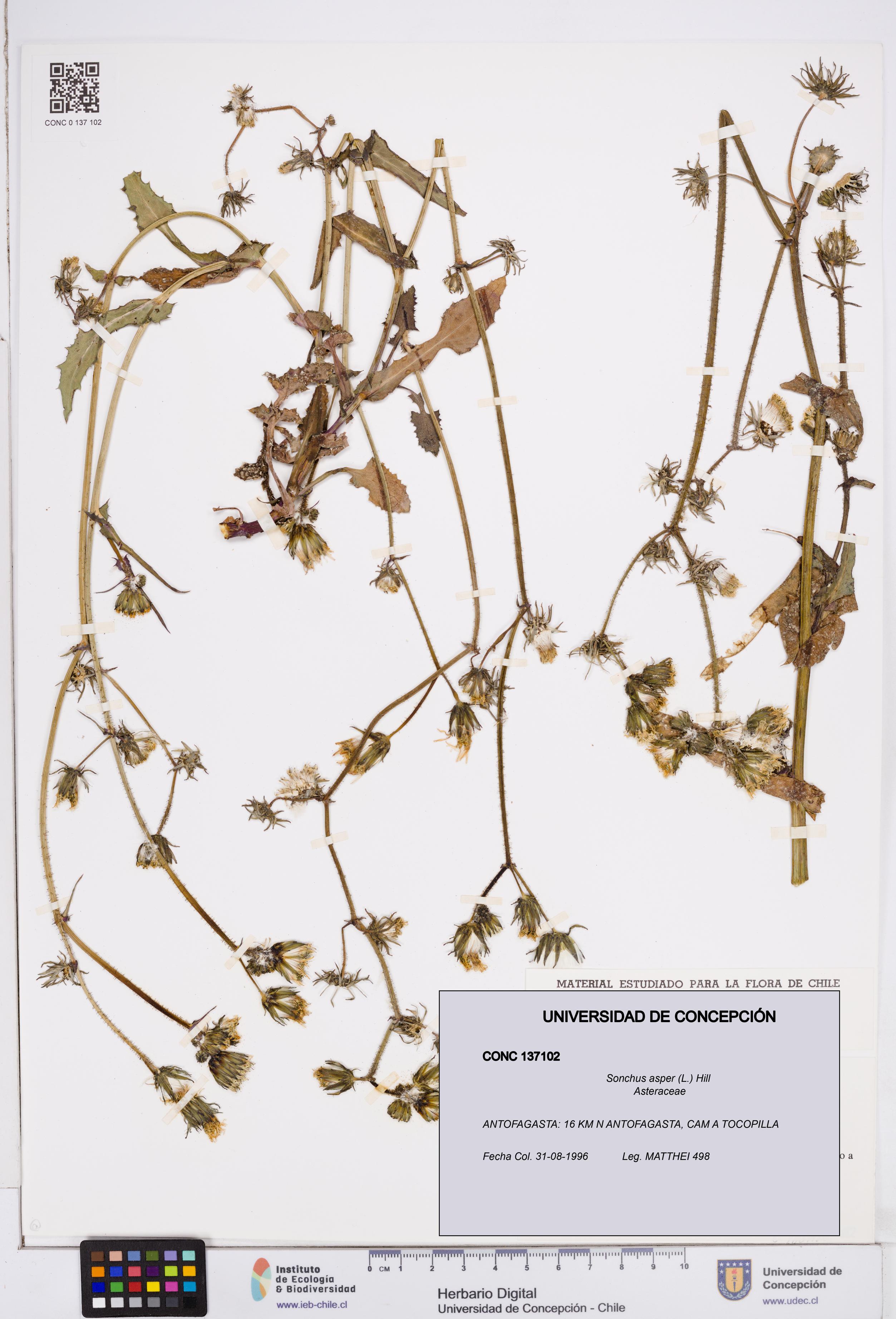 Sonchus asper [Espécimen: ]